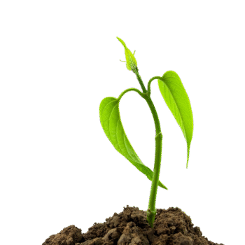 planta